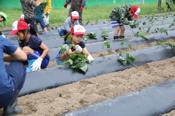 「さつまいも定植大会」