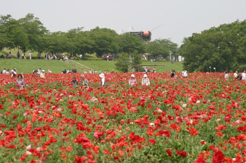 小貝川ふれあい公園 下妻市公式ホームページ