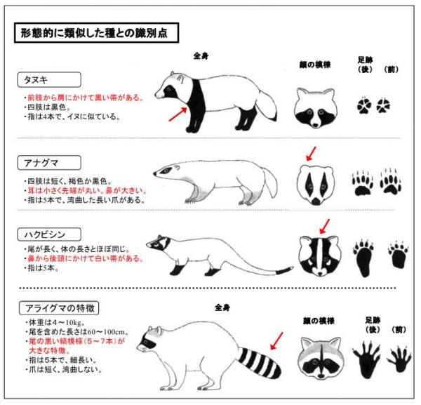 アライグマと類似した種の識別点