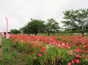 花とふれあいまつり3
