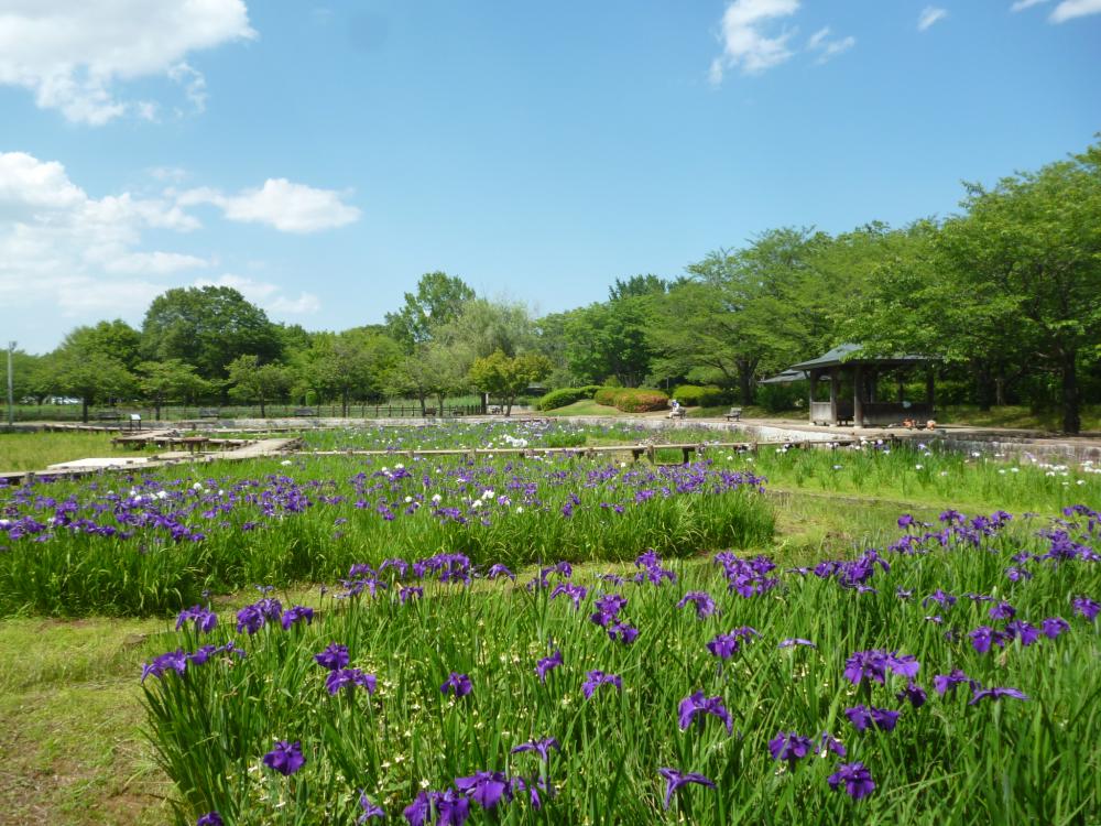 ショウブ