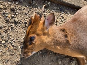 キョン(唐崎)2