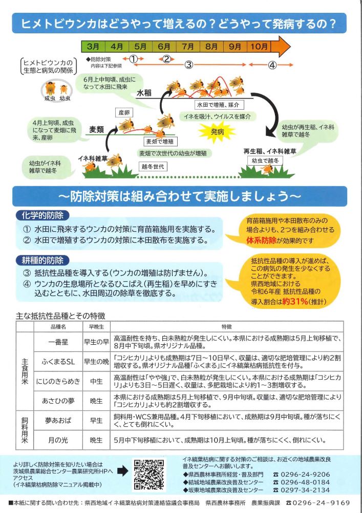 イネ縞葉枯病の総合防除に取り組みましょう！_2
