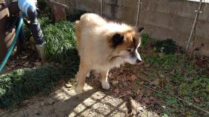 堀篭犬