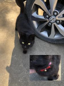 江猫
