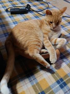 宗道猫