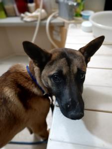 石の宮犬