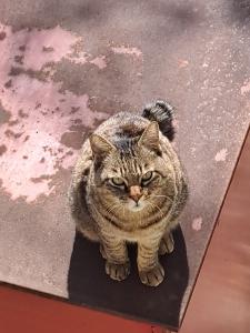 平方猫