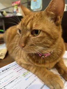 見田猫