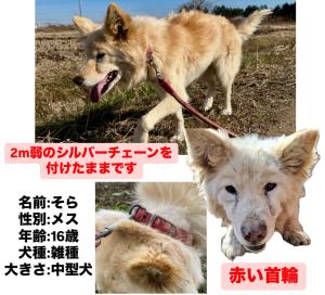 つくば市犬
