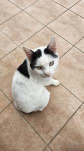 高道祖猫1