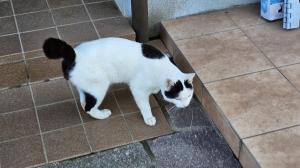 高道祖猫2