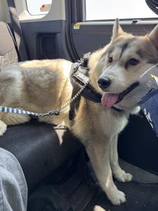 八千代町犬1
