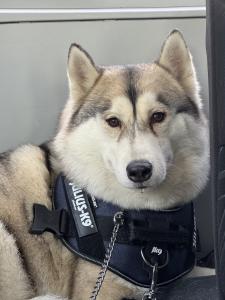 八千代町犬2