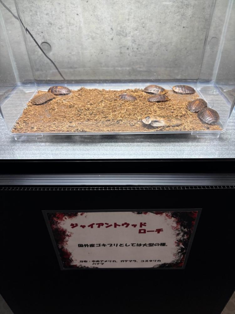 R7夏休み企画展ゴキブリ