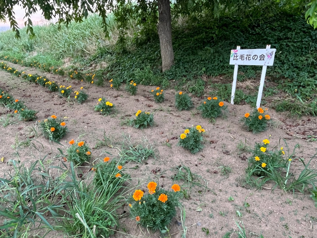 比毛花の会1