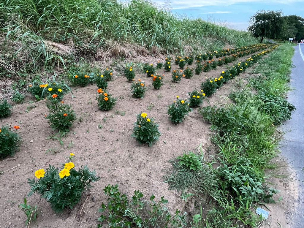 比毛花の会2