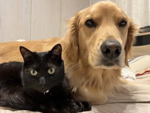 CF犬猫写真