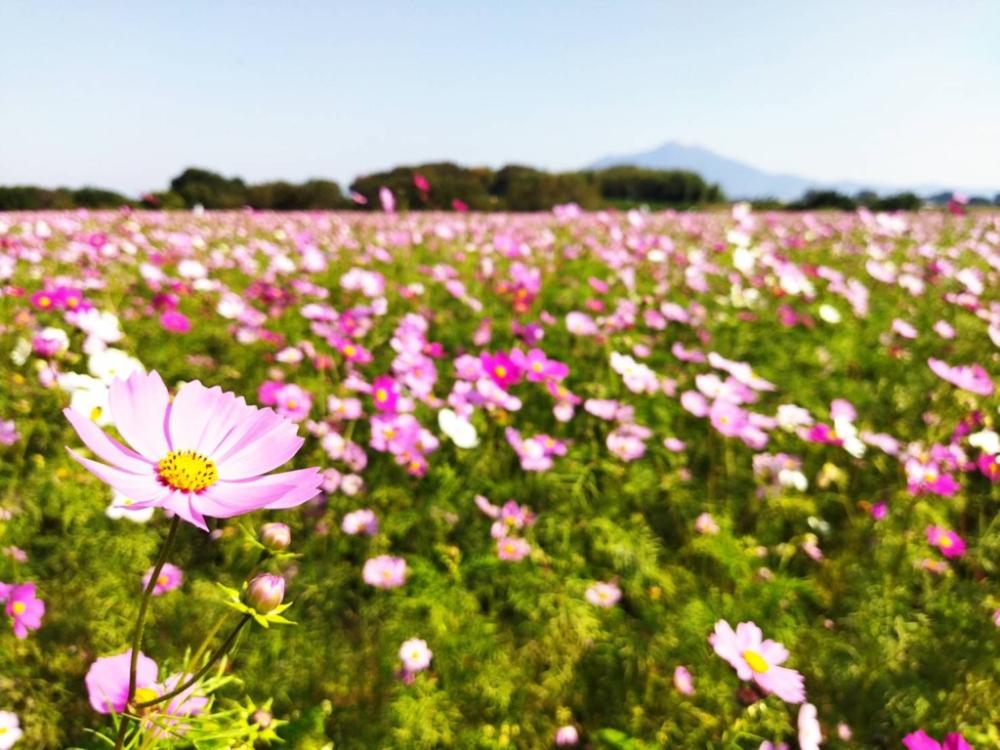 コスモス10.30(1)