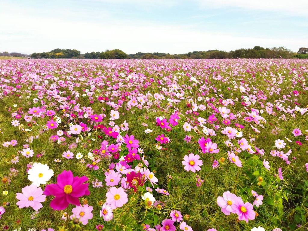 R7.11.5_小貝川コスモス
