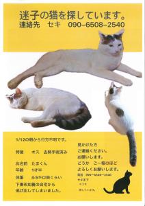 加養猫