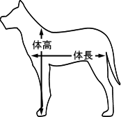特定犬(体長、体高図)