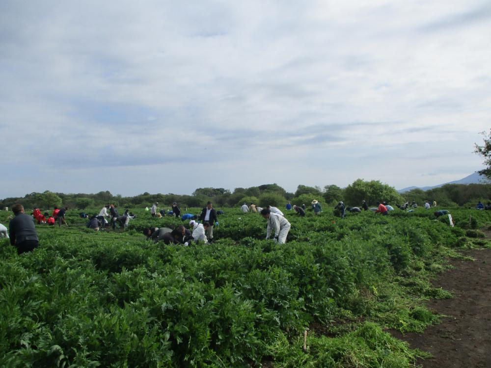 R8.4.25 ボランティア除草