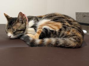 長塚猫
