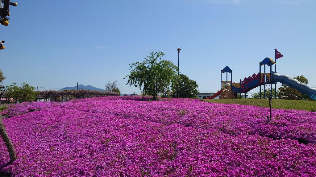 R8やすらぎ芝桜