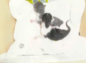 乳のみ子猫(保護対象)_1