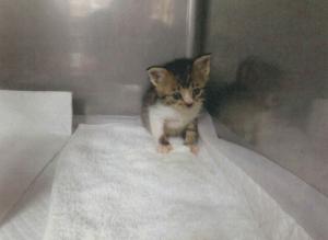 保護対象外子猫(1)