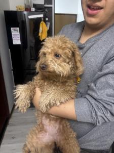 下木戸犬