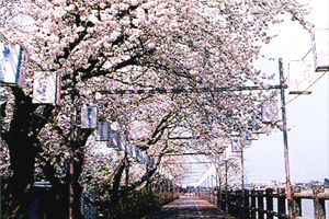 砂沼桜まつり 写真