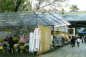 大宝八幡宮菊まつり 写真2