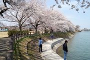 遊歩道の桜