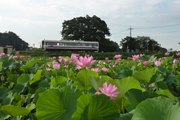 盛花の常総線