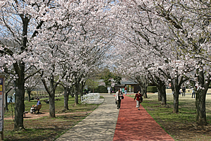 桜　写真1