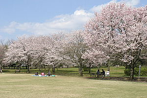 桜　写真2