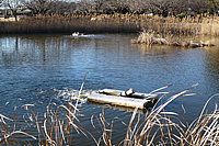 砂沼広域公園03