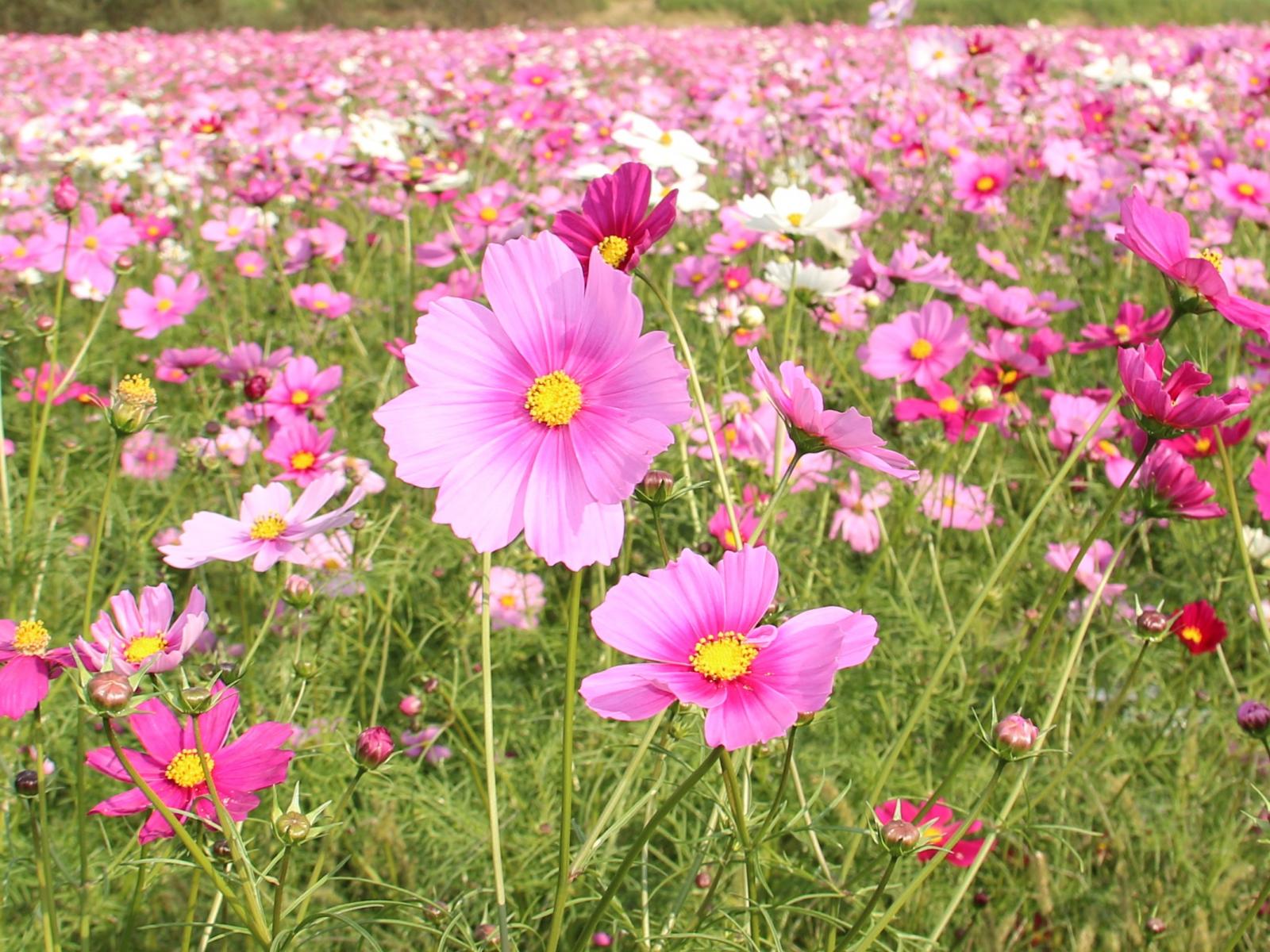 小貝川ふれあい公園のコスモス畑２