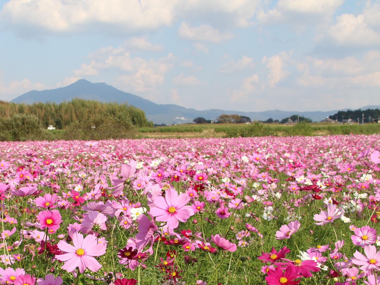 小貝川ふれあい公園のコスモス畑3