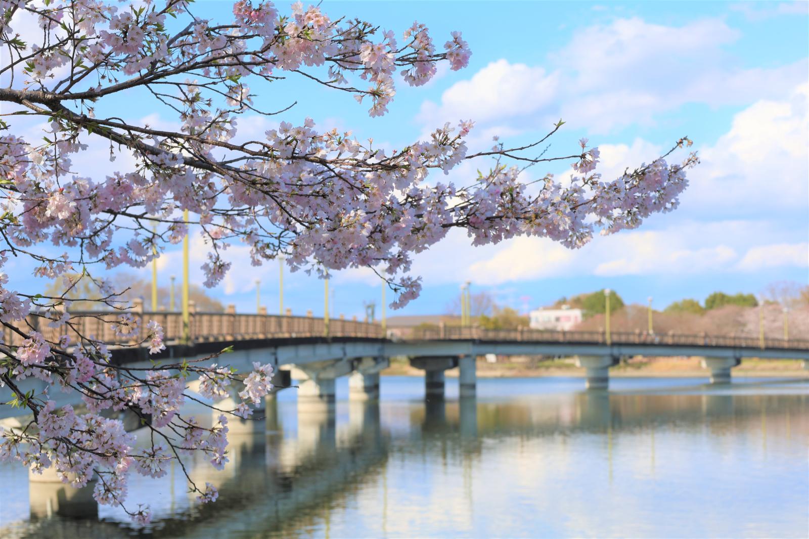 桜砂沼１
