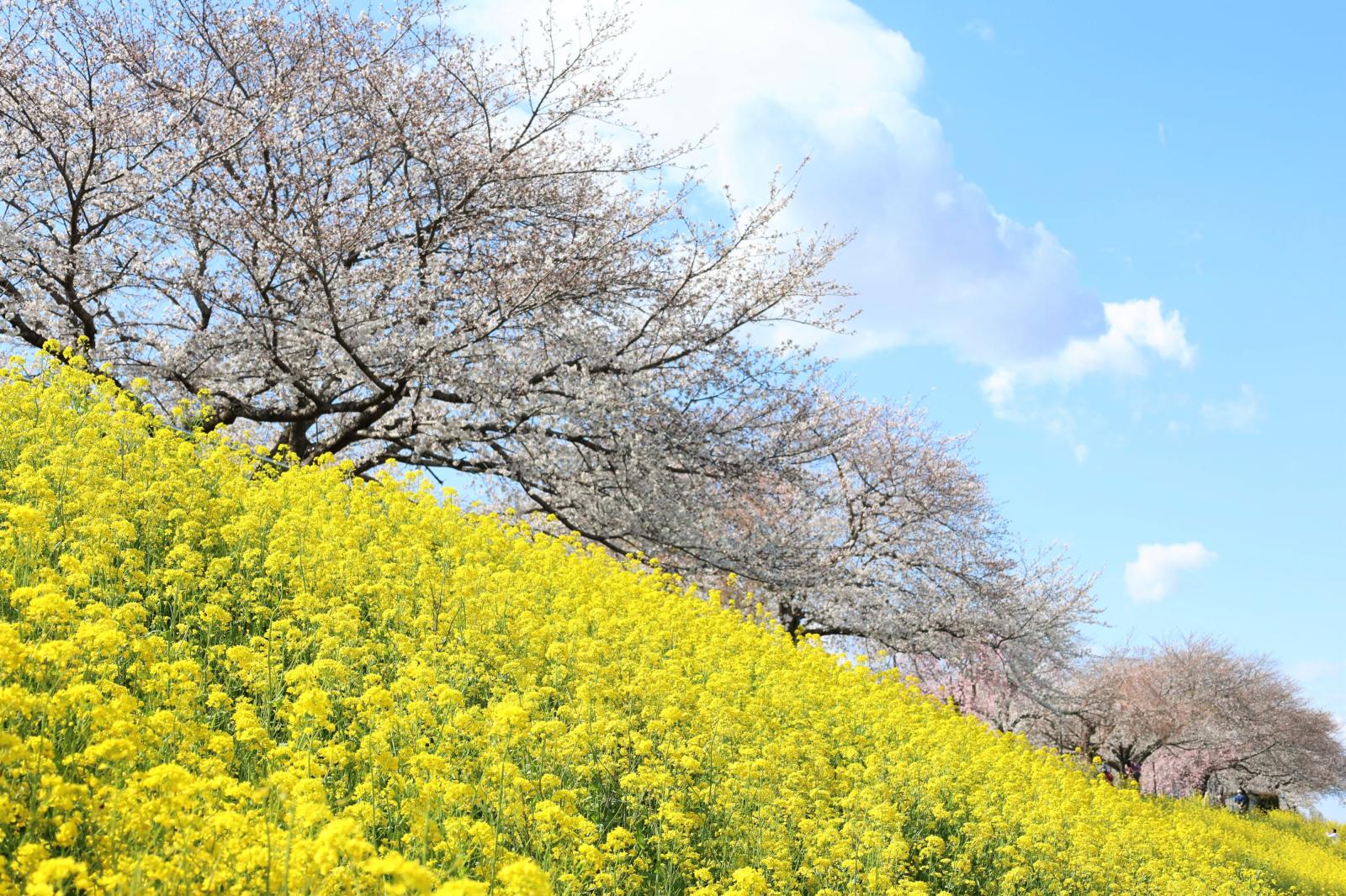 小貝川
