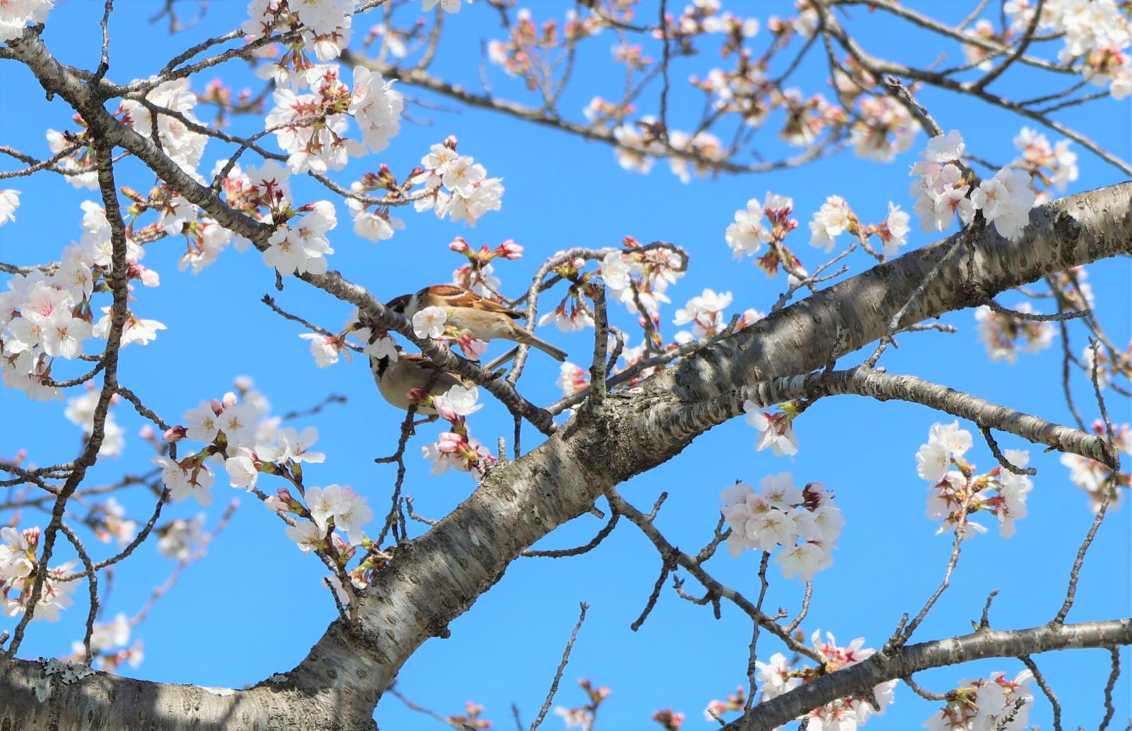 桜
