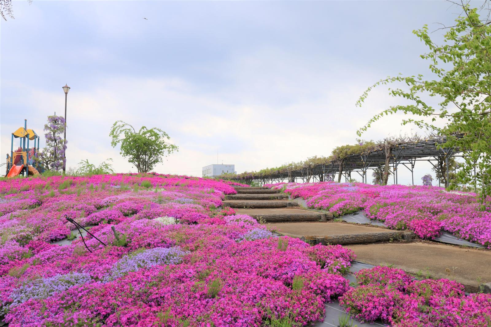 芝桜１