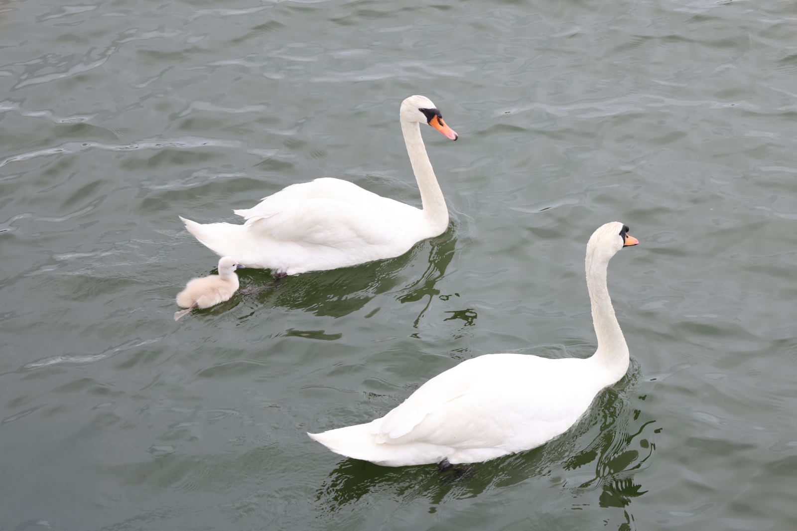 砂沼　白鳥ヒナ